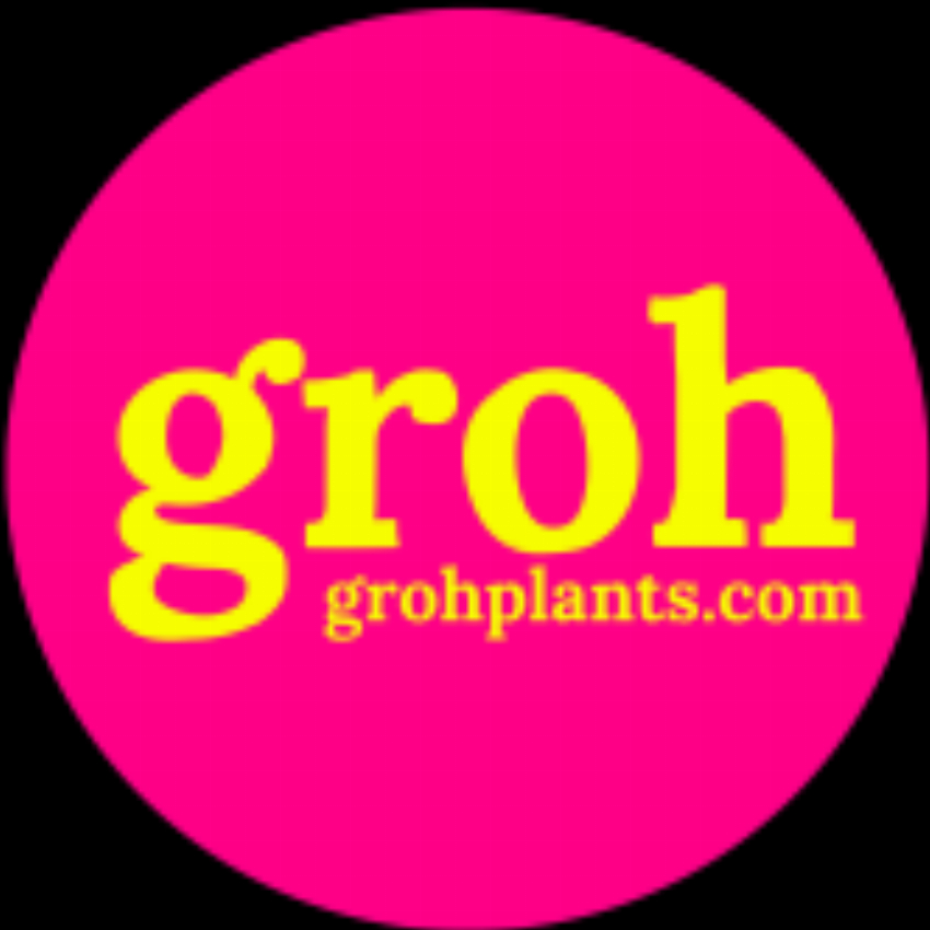 Groh plants