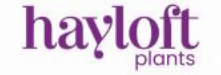 Hayloft Plants - Accelerate