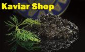 Kaviar Online Shop